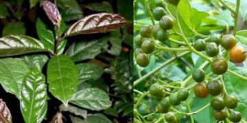 Thực hư cây xạ đen – “Thần dược” chữa bệnh ung thư