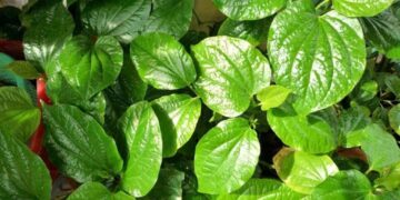 Top 6 loại thảo dược chữa bệnh xương khớp hiệu quả