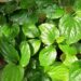 Top 6 loại thảo dược chữa bệnh xương khớp hiệu quả